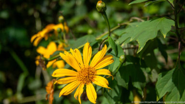 Large yellow daisy-like flower with orange-yellow center, green lobed leaves, buds, and blurred blooms behind.