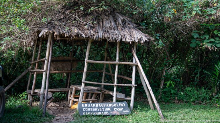 Small pole-and-thatch shelter beside dense vegetation with a pangolin conservation sign placed at its base.