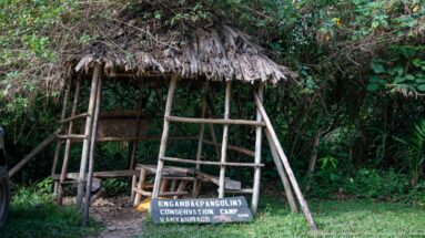 Small pole-and-thatch shelter beside dense vegetation with a pangolin conservation sign placed at its base.