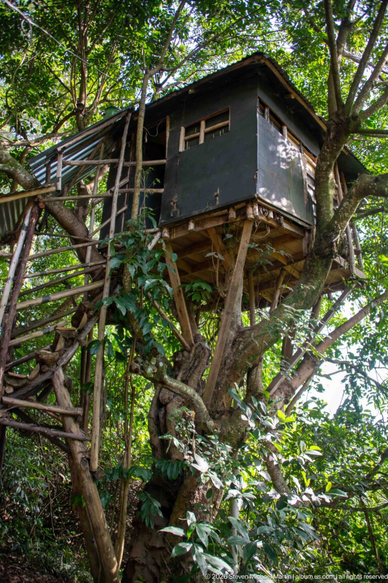 Side view of a dark elevated wooden building on branching supports and stairs amid dense forest trees.