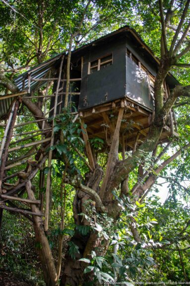 Side view of a dark elevated wooden building on branching supports and stairs amid dense forest trees.