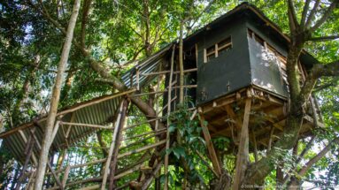 Dark elevated wooden room among trees, supported by rustic posts and reached by a steep timber staircase.