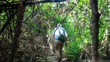 Visitor walking away along a narrow forest trail enclosed by vines, trunks, and dense green vegetation.