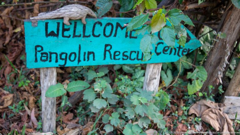 Turquoise hand-painted wooden sign reading “WELCOME Pangolin Rescue Center” among tree trunks and green undergrowth.