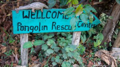 Turquoise hand-painted wooden sign reading “WELCOME Pangolin Rescue Center” among tree trunks and green undergrowth.