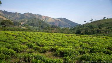 Rows of low green plantation shrubs covering a hillside, with wooded slopes and a mountain ridge beyond.