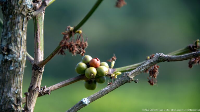 Green and reddish coffee cherries clustered on a woody branch with dried flower remnants at nearby nodes.