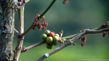 Green and reddish coffee cherries clustered on a woody branch with dried flower remnants at nearby nodes.