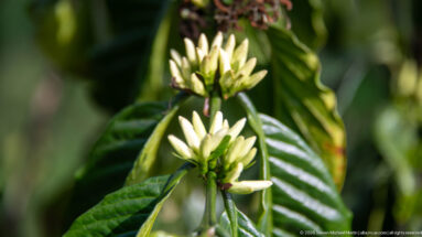 Clusters of narrow white coffee blossoms beside glossy, deeply veined green leaves against a softly blurred background.