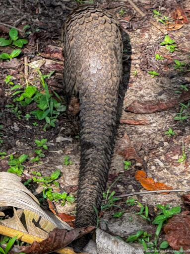Rear view of a pangolin walking on earth, with overlapping scales extending from its rounded back down the long tail.