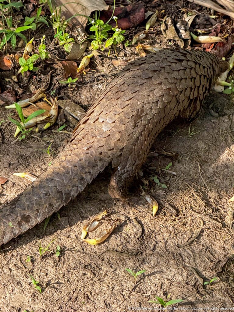 Pangolin walking over bare forest-floor soil, seen from behind with a long scaled tail and armored body.