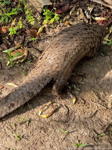 Pangolin walking over bare forest-floor soil, seen from behind with a long scaled tail and armored body.