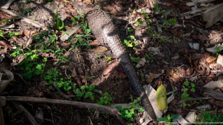 Rear overhead view of a white-bellied tree pangolin moving through ground cover, with long scaled tail centered in frame.