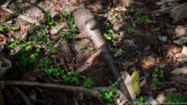 Rear overhead view of a white-bellied tree pangolin moving through ground cover, with long scaled tail centered in frame.