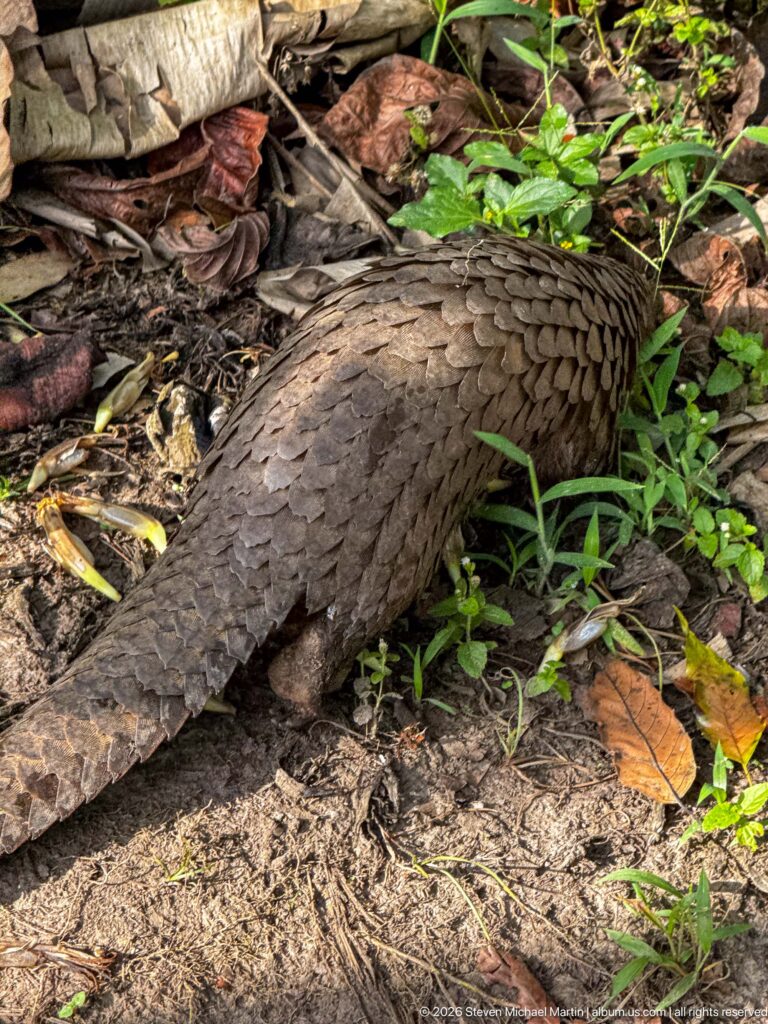 Rear three-quarter view of a white-bellied tree pangolin moving through low green plants and fallen leaves.