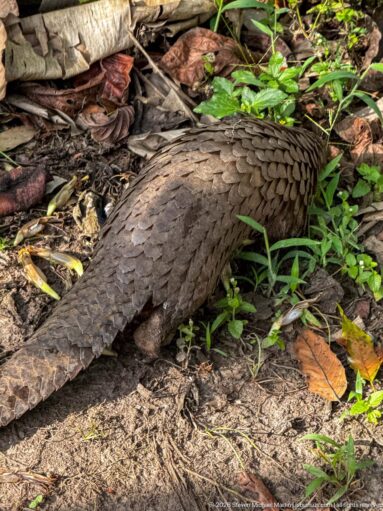 Rear three-quarter view of a white-bellied tree pangolin moving through low green plants and fallen leaves.