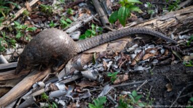 Pangolin moves over leaf litter and fallen wood, showing overlapping body scales and a long tapering tail from above.