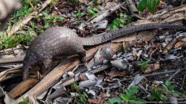 White-bellied tree pangolin stepping across fallen stalks and leaf litter, viewed from above with tail extended behind.