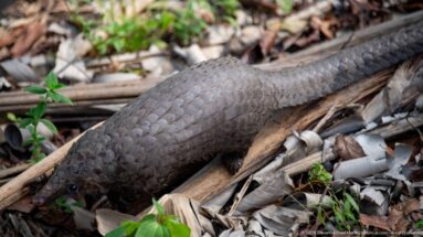 White-bellied tree pangolin moving across dried stalks and leaves, with nearly its full body and long tail visible.