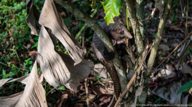 White-bellied tree pangolin peering from between slender trunks, with its curled scaled tail visible behind the stems.