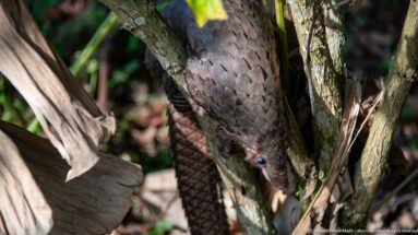 White-bellied tree pangolin descending headfirst between woody stems, with scaled body and long tail extending upward.