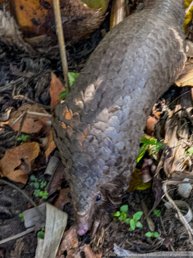Close view of a white-bellied tree pangolin walking over leaf litter with head low and broad scaled back prominent.