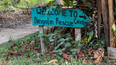 Turquoise hand-painted sign on wooden posts reads “WELCOME TO Pangolin Rescue Center” beside a leafy path.