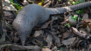White-bellied tree pangolin viewed from above with snout down, moving through dry leaves and small green plants.
