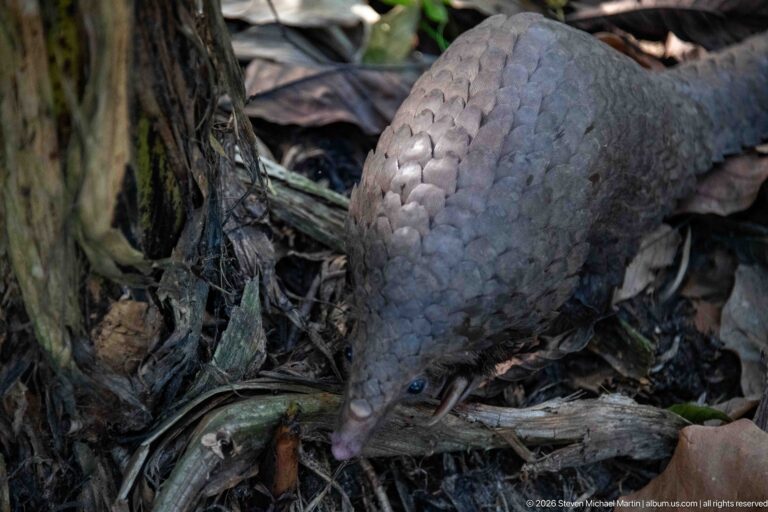 White-bellied tree pangolin with head lowered into woody debris, broad scaled back surrounded by leaf litter.
