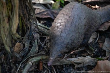 White-bellied tree pangolin with head lowered into woody debris, broad scaled back surrounded by leaf litter.