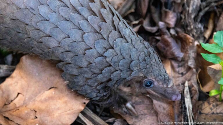 White-bellied tree pangolin lowering its pointed snout among dry leaves, seen closely from above.