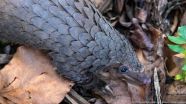 White-bellied tree pangolin lowering its pointed snout among dry leaves, seen closely from above.