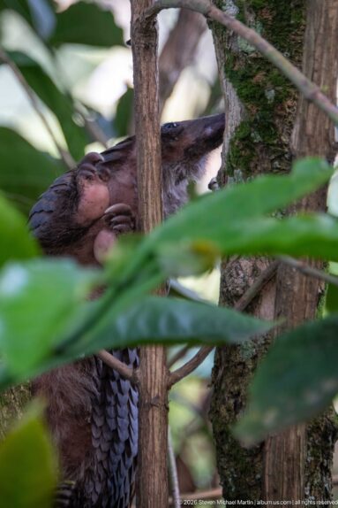 Partly obscured white-bellied tree pangolin gripping vertical stems among dense leaves and tree forks.