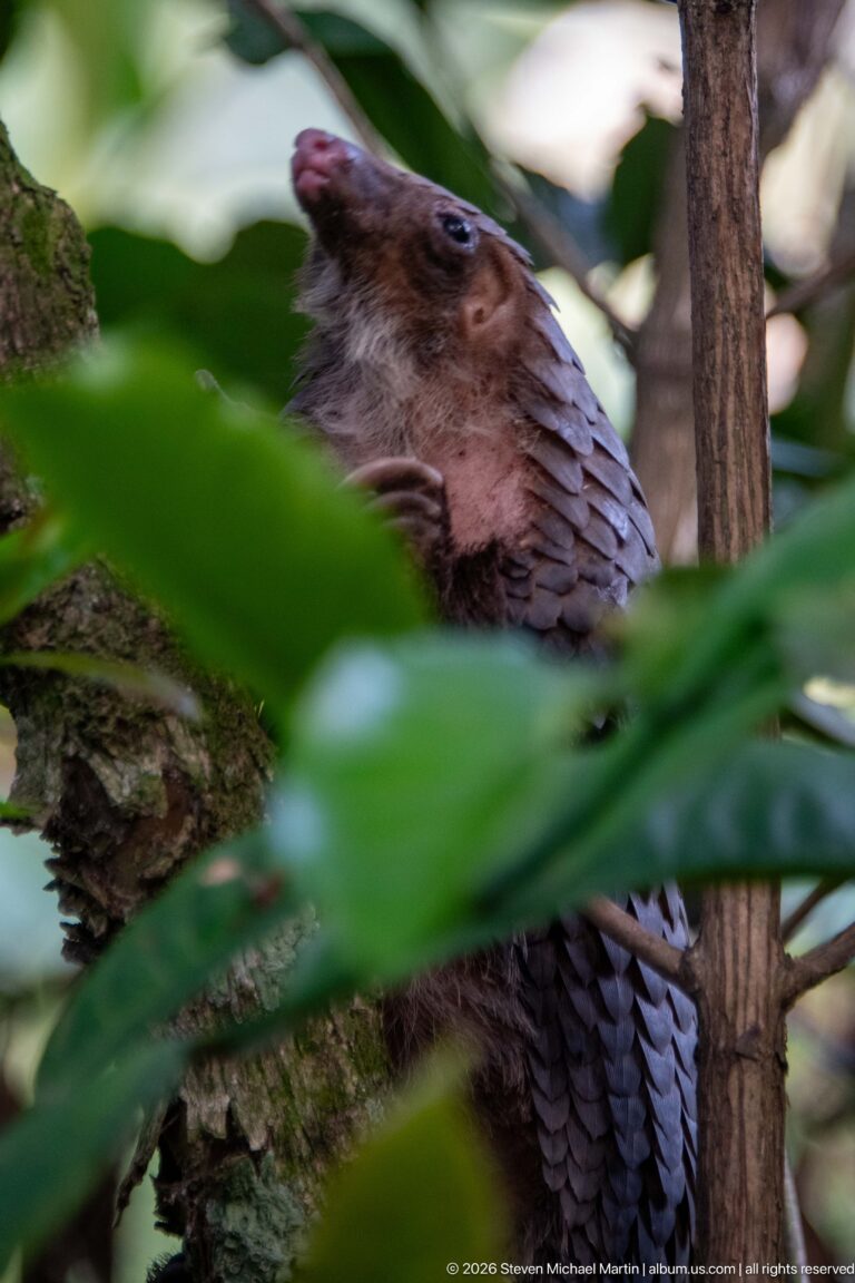 White-bellied tree pangolin partly hidden by broad leaves while climbing through branches in dense vegetation.