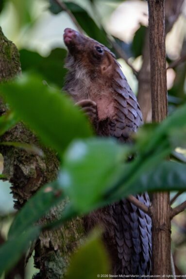 White-bellied tree pangolin partly hidden by broad leaves while climbing through branches in dense vegetation.