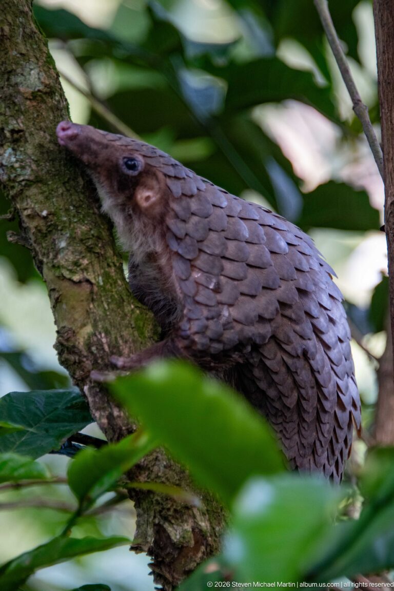 Close side view of a white-bellied tree pangolin climbing a mossy trunk, with pointed snout and layered shoulder scales.