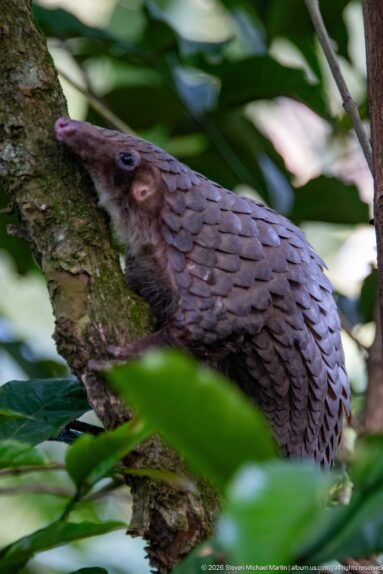 Close side view of a white-bellied tree pangolin climbing a mossy trunk, with pointed snout and layered shoulder scales.