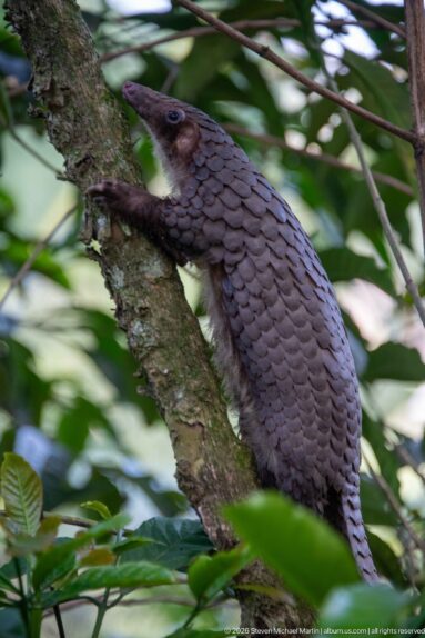 White-bellied tree pangolin pressed against a diagonal trunk, climbing upward through dense green foliage.