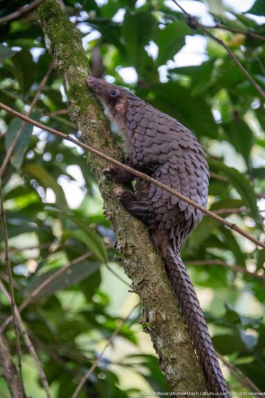 Partly concealed white-bellied tree pangolin hugging a diagonal trunk, with layered back scales and long tail visible.