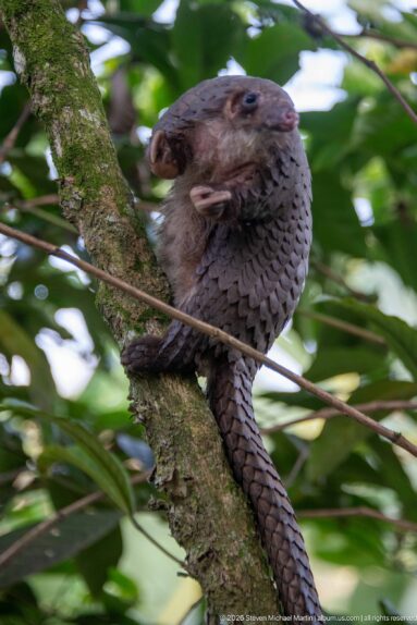 White-bellied tree pangolin clinging to a trunk, head turned outward and long tail hanging beneath the body.