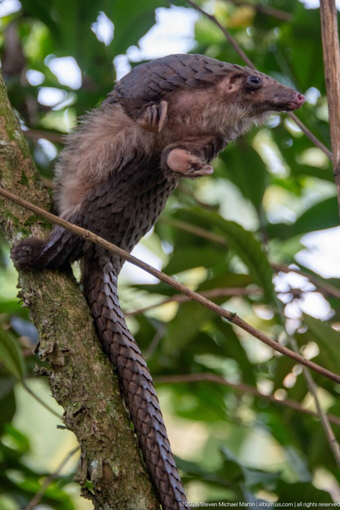 White-bellied tree pangolin moving along a branch with head extended forward and long scaled tail trailing below.