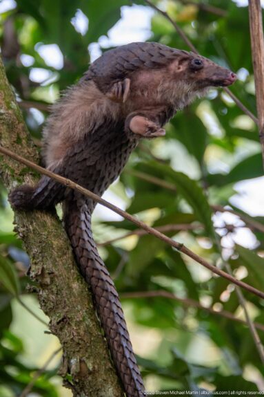 White-bellied tree pangolin moving along a branch with head extended forward and long scaled tail trailing below.