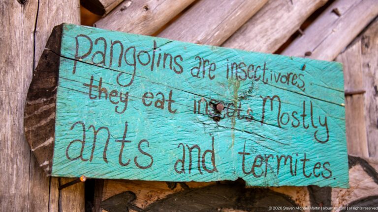 Turquoise hand-painted wooden sign says pangolins are insectivores that eat mostly ants and termites.