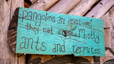 Turquoise hand-painted wooden sign says pangolins are insectivores that eat mostly ants and termites.
