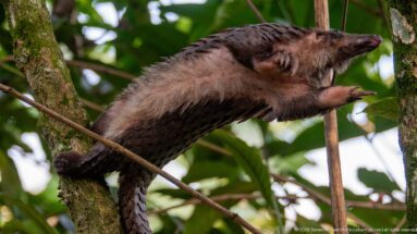 White-bellied tree pangolin climbing a slender trunk, foreclaws reaching upward and long tail bracing among branches.