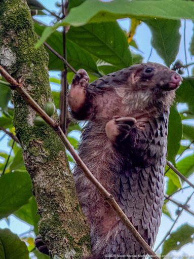 White-bellied tree pangolin upright against a mossy trunk with raised forefeet and its head turned upward.