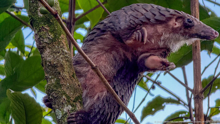 Close view of a white-bellied tree pangolin beside a trunk, showing pointed snout, small eye, claws, hair, and scales.