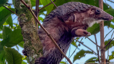 Close view of a white-bellied tree pangolin beside a trunk, showing pointed snout, small eye, claws, hair, and scales.