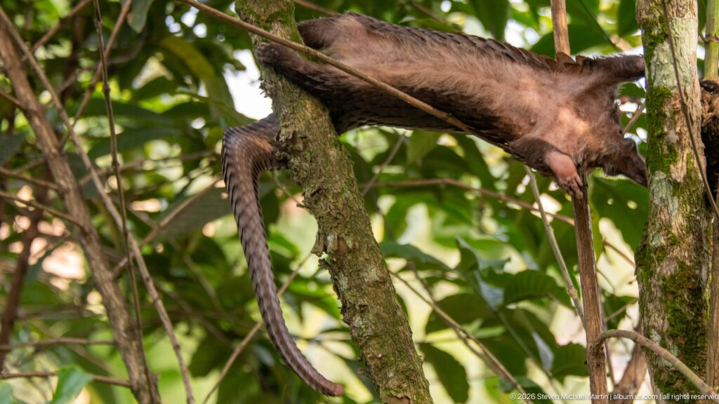 White-bellied tree pangolin descending along a tree trunk with its long scaled tail hanging nearly straight downward.