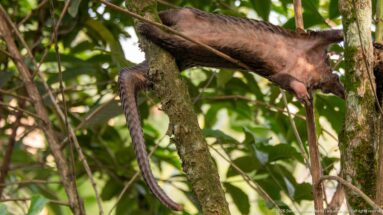 White-bellied tree pangolin descending along a tree trunk with its long scaled tail hanging nearly straight downward.
